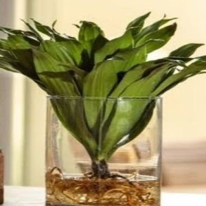 Peace Lilly