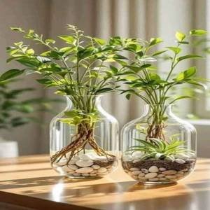 Lucky Bamboo