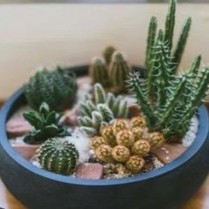 Mixed Succulents