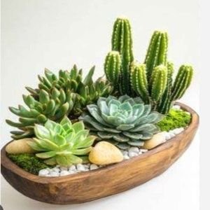 Succulent Bowl Arrangement