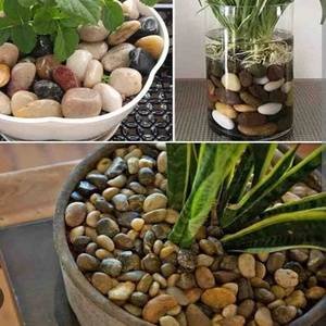 Decorative Succulent / Pebbel Plant