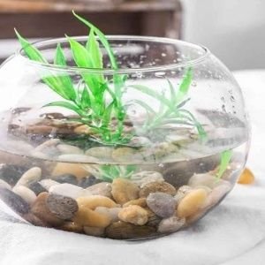 Spider Plant Baby