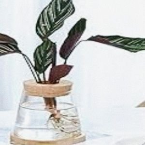 Aglonema